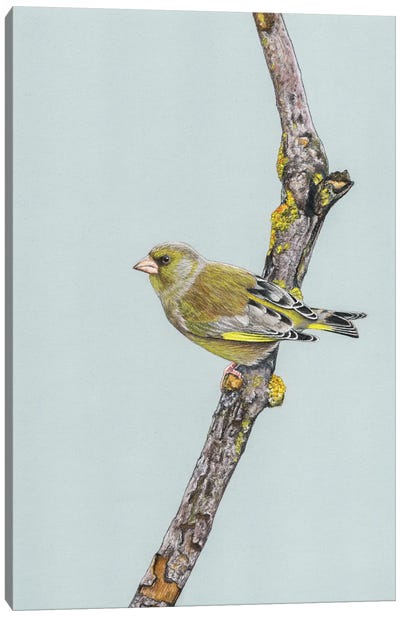 Greenfinch Canvas Art Print - Finch Art