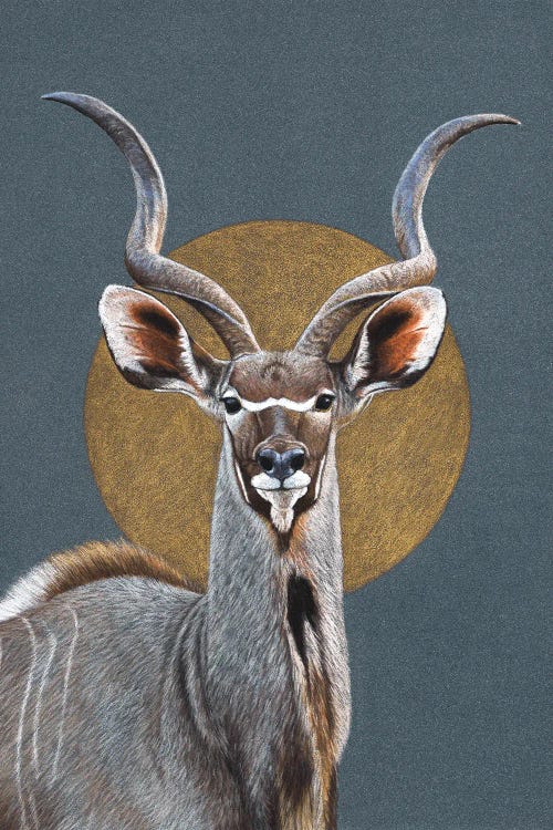 Greater Kudu