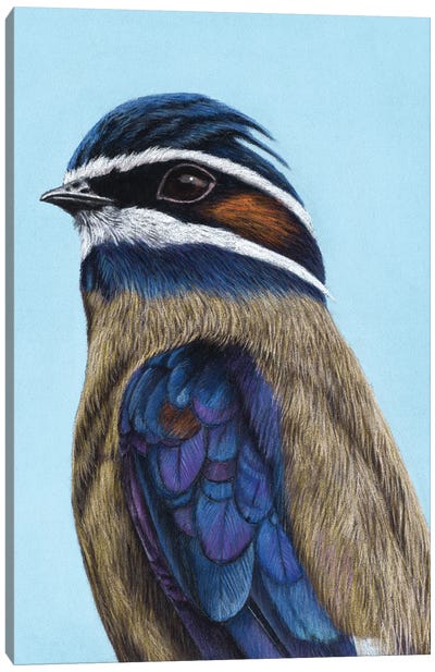 Whiskered Treeswift Canvas Art Print - The Art of the Feather