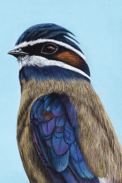 The Art Of The Feather: Whiskered Treeswift by Mikhail Vedernikov