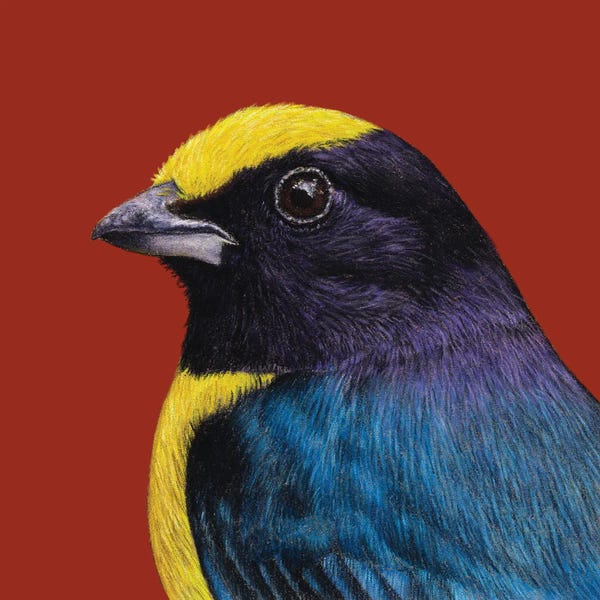 The Art Of The Feather: Orange Bellied Euphonia by Mikhail Vedernikov