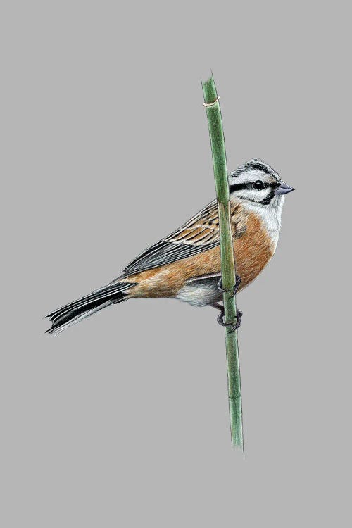 Rock Bunting