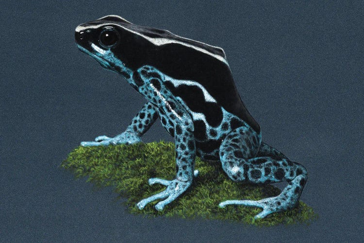 Dyeing Dart Frog II