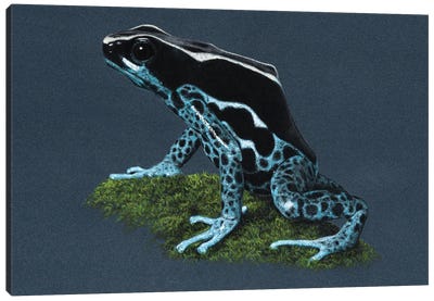 Dyeing Dart Frog II Canvas Art Print - Mikhail Vedernikov