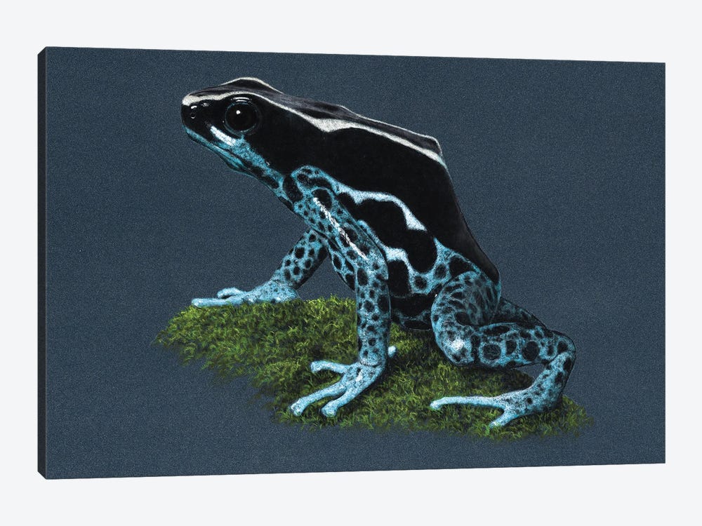 Dyeing Dart Frog II by Mikhail Vedernikov 1-piece Canvas Art Print