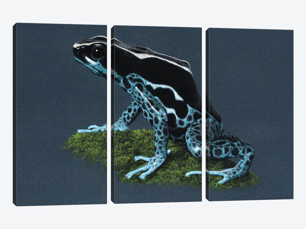 Dyeing Dart Frog II by Mikhail Vedernikov 3-piece Canvas Art Print