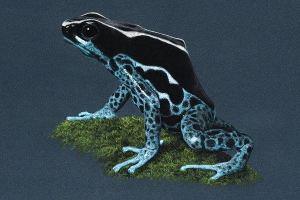Frogs: Dyeing Dart Frog II by Mikhail Vedernikov