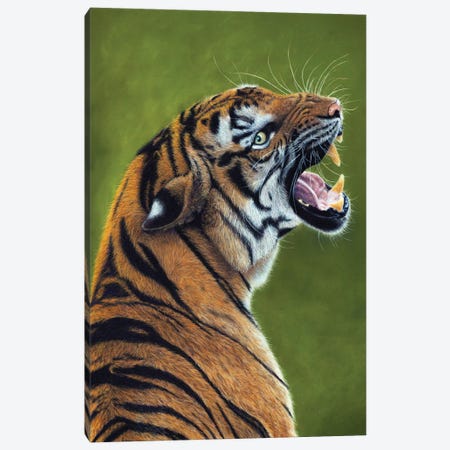 Tiger III Canvas Print #MIV144} by Mikhail Vedernikov Canvas Print