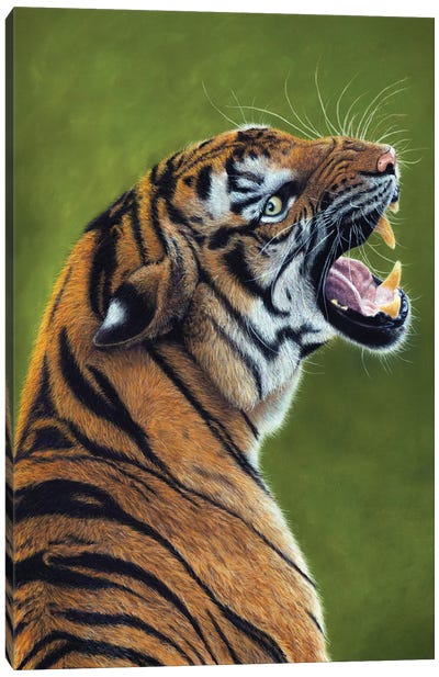Tiger III Canvas Art Print - Mikhail Vedernikov
