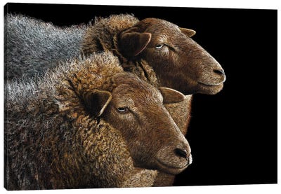 Sheeps Canvas Art Print - Mikhail Vedernikov
