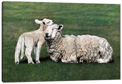 Sheeps II Canvas Art Print - Mikhail Vedernikov