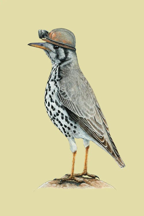 Groundscraper Thrush