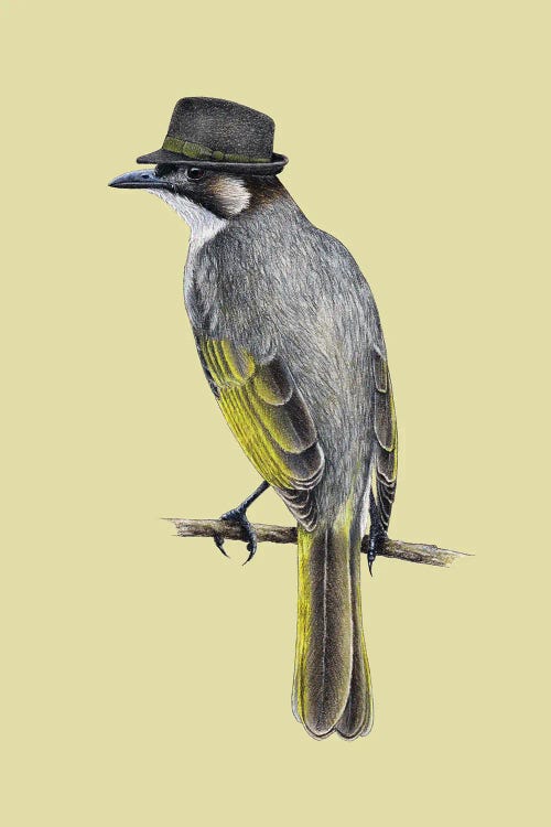 Light-Vented Bulbul