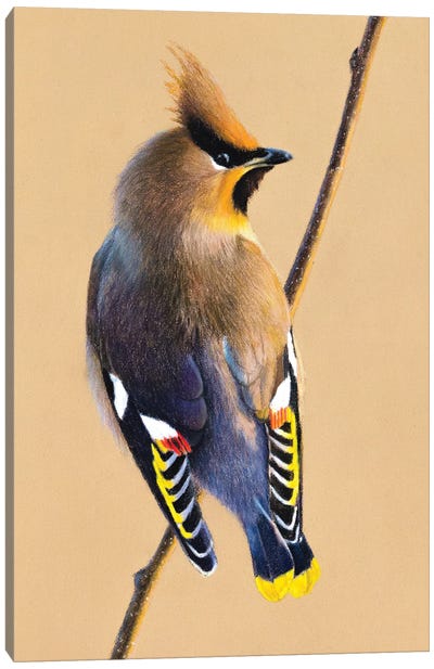 Bohemian Waxwing Canvas Art Print - The Art of the Feather