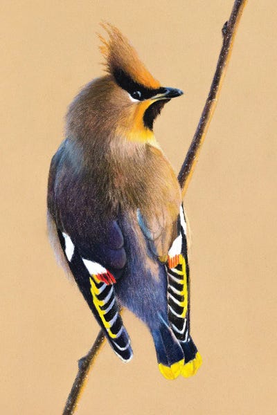 The Art Of The Feather: Bohemian Waxwing by Mikhail Vedernikov