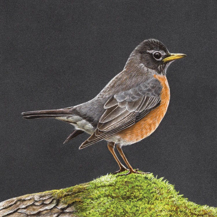 American Robin by Mikhail Vedernikov wall art