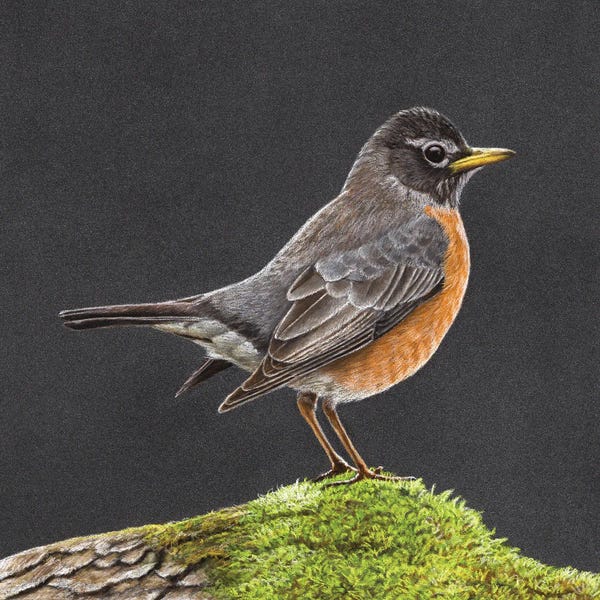 Robins: American Robin by Mikhail Vedernikov