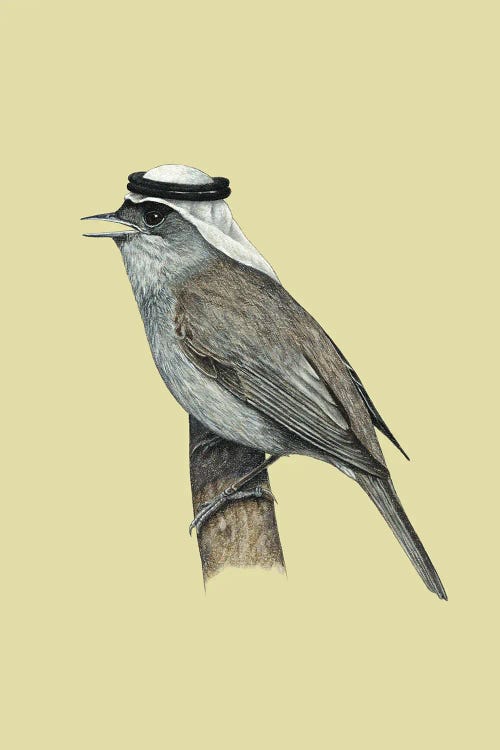 Eurasian Blackcap