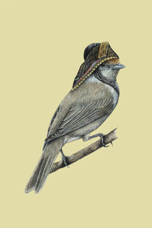 Eurasian Blackcap II