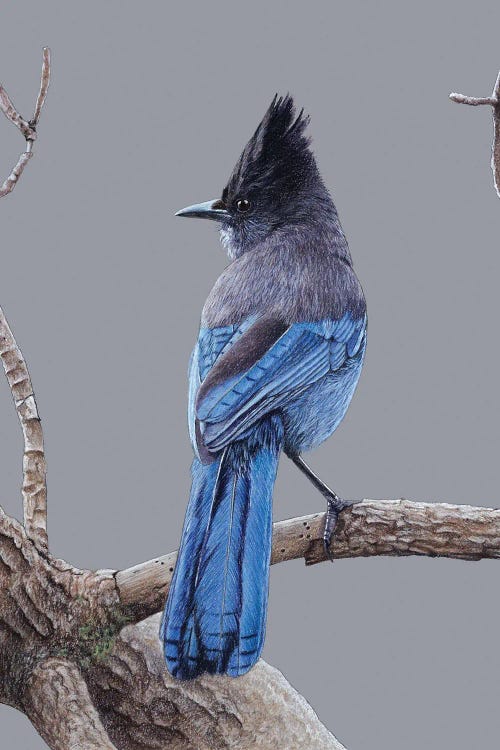 Steller's Jay