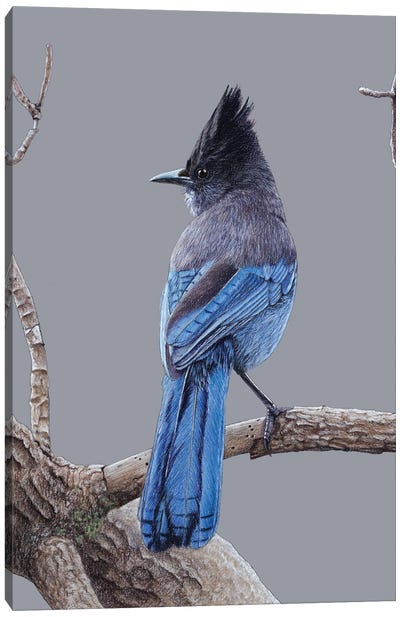Steller's Jay Canvas Art Print - The Art of the Feather