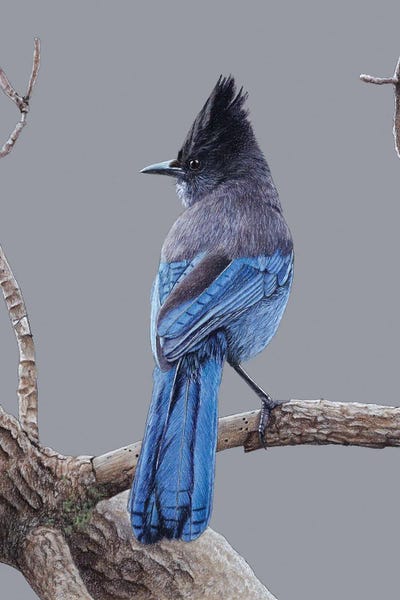 The Art Of The Feather: Steller's Jay by Mikhail Vedernikov