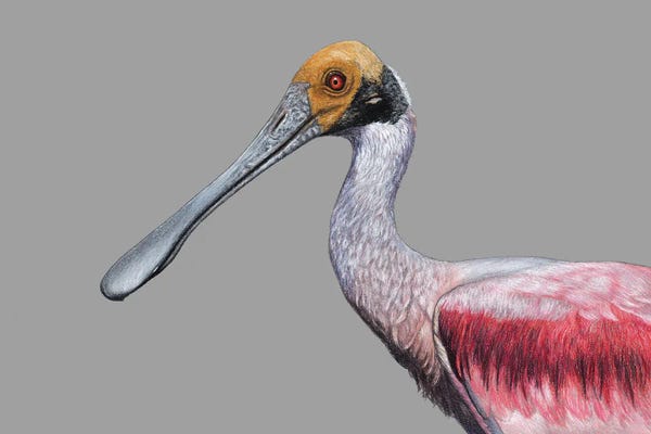Mikhail Vedernikov: Roseate Spoonbill by Mikhail Vedernikov