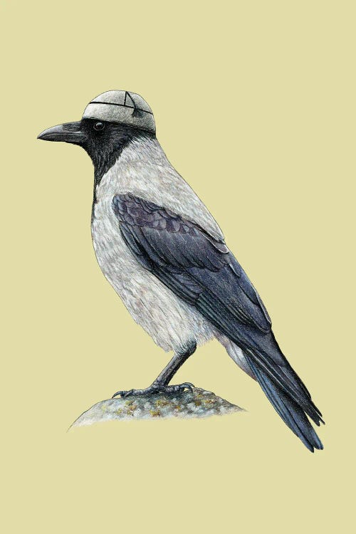 Hooded Crow II