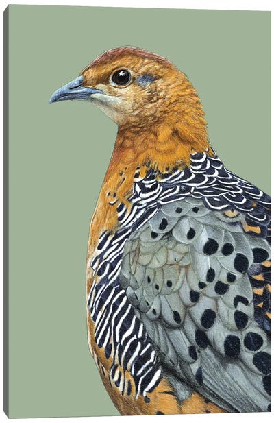 Ferruginous Partridge Canvas Art Print - The Art of the Feather