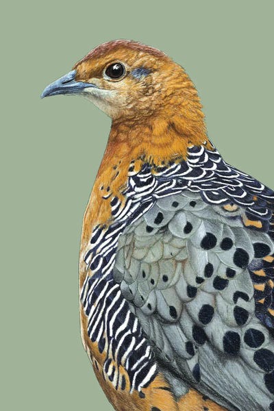 The Art Of The Feather: Ferruginous Partridge by Mikhail Vedernikov