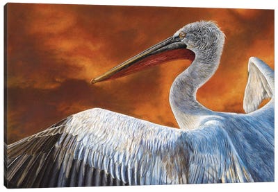 Dalmatian Pelican Canvas Art Print - Mikhail Vedernikov