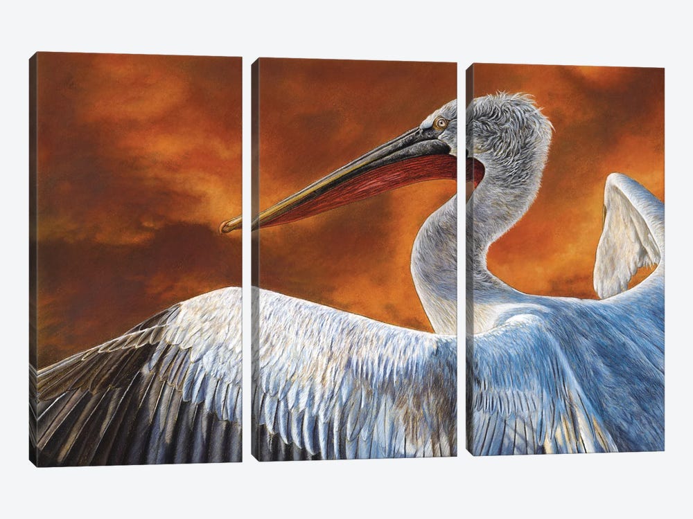 Dalmatian Pelican by Mikhail Vedernikov 3-piece Canvas Print