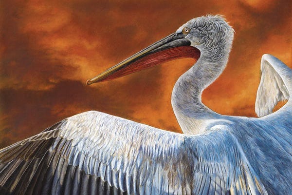 The Art Of The Feather: Dalmatian Pelican by Mikhail Vedernikov