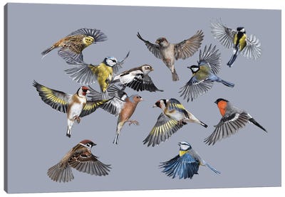 Birds Canvas Art Print - Mikhail Vedernikov