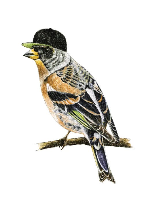 Brambling