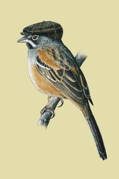 Bridled Sparrow by Mikhail Vedernikov art print