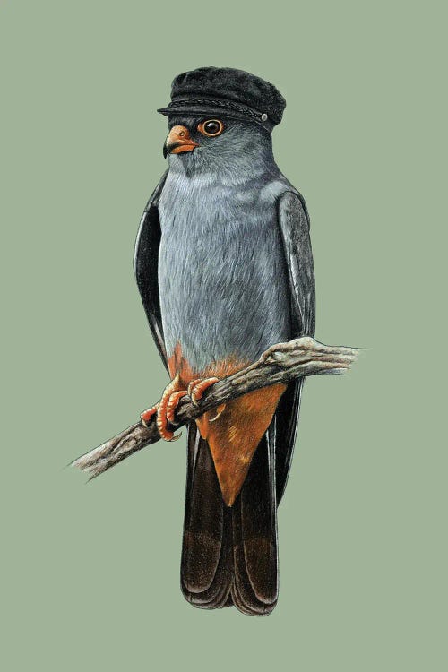 Red-Footed Falcon