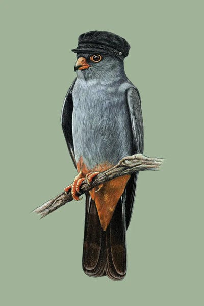Office Humor: Red-Footed Falcon by Mikhail Vedernikov