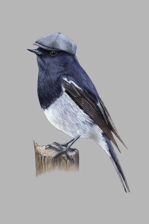 Blue-Capped Redstart