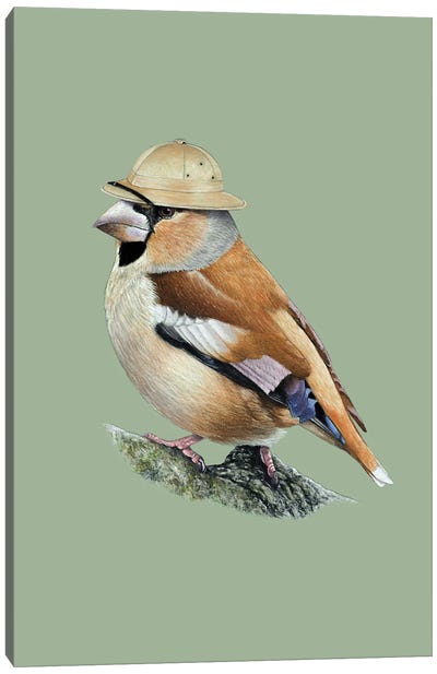 Hawfinch II Canvas Art Print - Finch Art