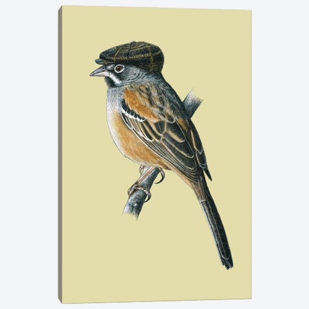 Bridled Sparrow Canvas Print #MIV17} by Mikhail Vedernikov Canvas Artwork