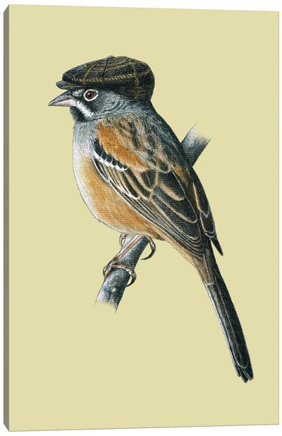 Bridled Sparrow Canvas Art Print - Sparrow Art