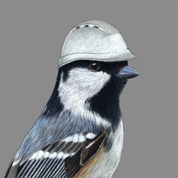 Mikhail Vedernikov: Coal Tit II by Mikhail Vedernikov