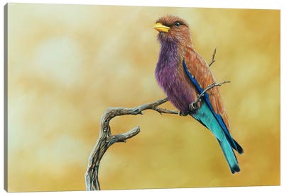 Broad-Billed Roller Canvas Art Print - The Art of the Feather