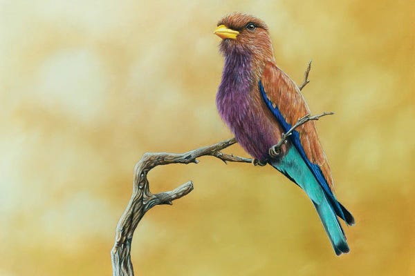 The Art Of The Feather: Broad-Billed Roller by Mikhail Vedernikov