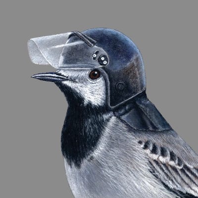 White Wagtail III by Mikhail Vedernikov canvas print