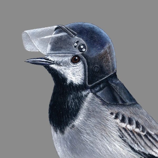 Office Humor: White Wagtail III by Mikhail Vedernikov