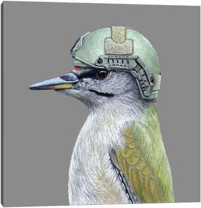 Grey-Headed Woodpecker Canvas Art Print - Animal Illustrations