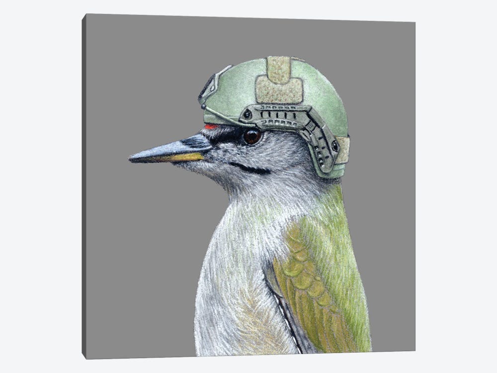 Grey-Headed Woodpecker by Mikhail Vedernikov 1-piece Canvas Wall Art
