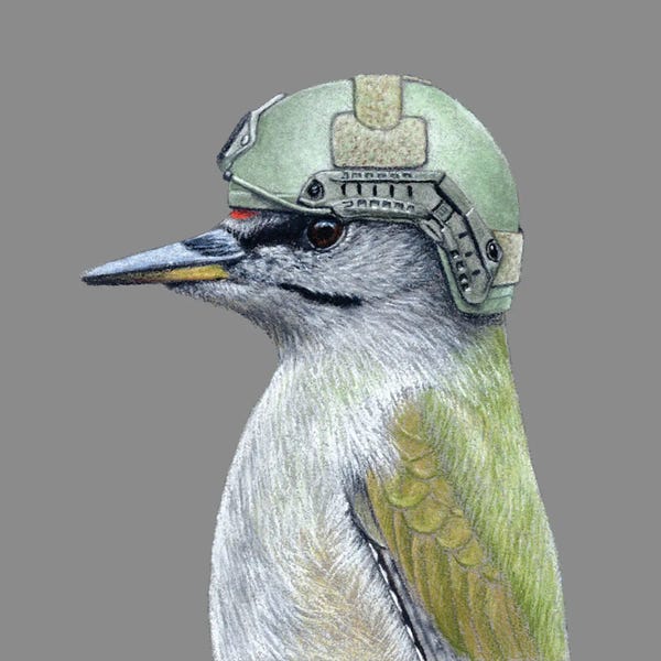 Office Humor: Grey-Headed Woodpecker by Mikhail Vedernikov